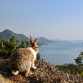 Năm Thỏ, đi đâu để ngắm thỏ tại Nhật?